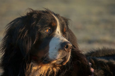 Close-up of dog looking away