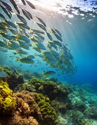 Close-up of fish swimming in sea