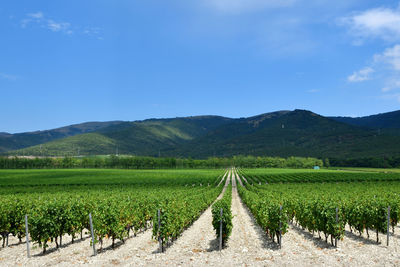 Scenic view of agricultural field against sky