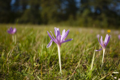 Close-up of purple crocus flowers on field