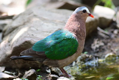 Close-up of bird perching on rock