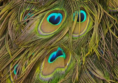 Close-up of peacock