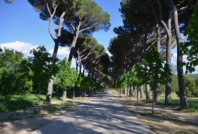 Empty road along trees