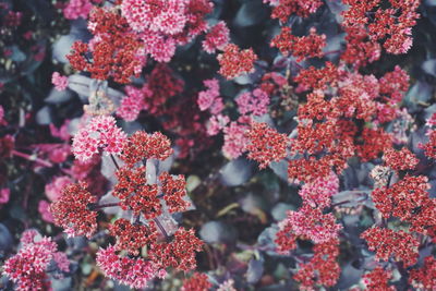 Close-up of red flowering plants