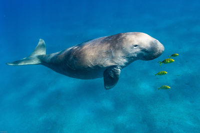 High angle view of animals swimming in sea