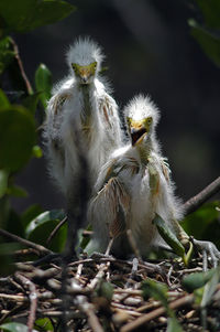 Close-up of young juvenile egrets in nest