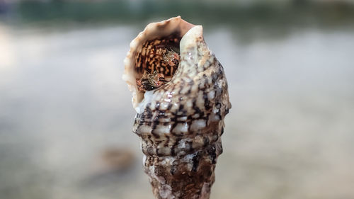 Close-up of lizard on tree trunk