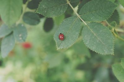 Close-up of ladybug on leaf