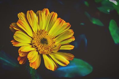 Close-up of yellow flower