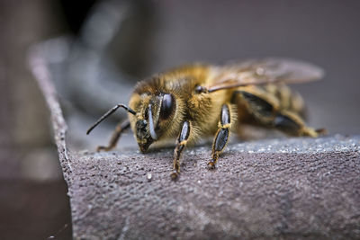 Close-up of bee