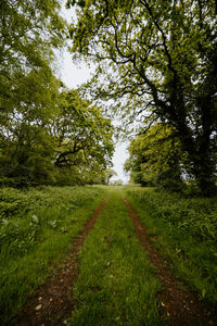 Dirt road amidst trees on field