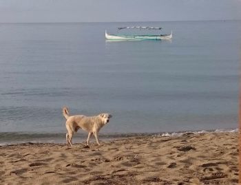 Dog looking at sea