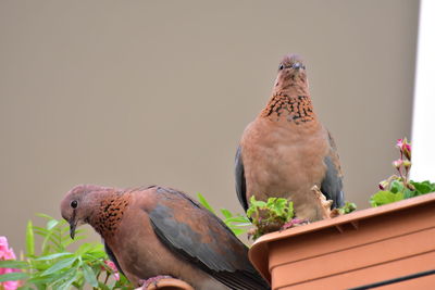 Close-up of birds perching on plant