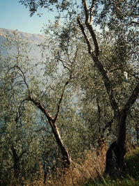 Low angle view of tree against sky