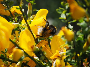 Close-up of bee pollinating on yellow flower