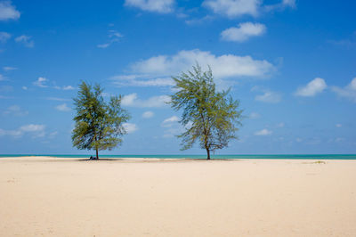 Trees on beach against blue sky