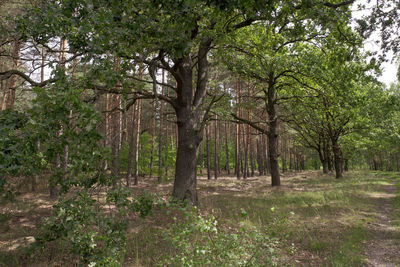 Trees in forest