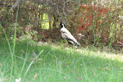 Bird perching on a field