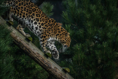 Tiger relaxing on tree