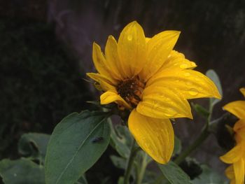 Close-up of yellow flower blooming outdoors