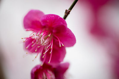 Close-up of pink ume blossom