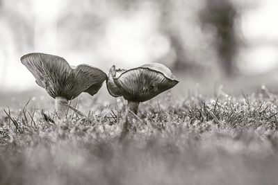 Close-up of grass