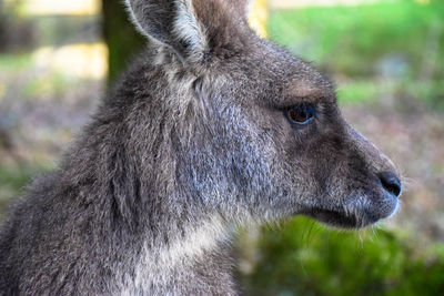 Close-up portrait of giraffe