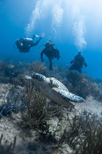 Turtle swimming between corals i with unrecognizable divers in the background