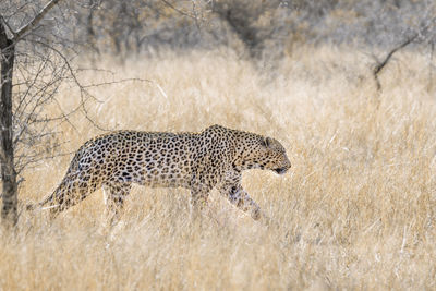 Leopard walking on land