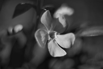 Close-up of flowering plant