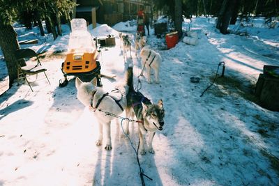 Dog on snow covered trees