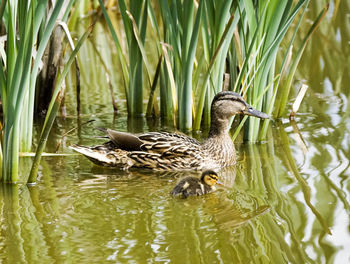 Duck with duckling swimming in lake