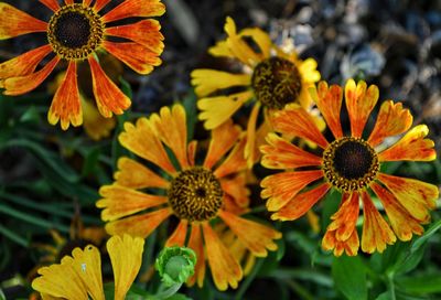 Close-up of yellow flower