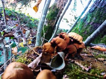 Close-up of mushrooms on field