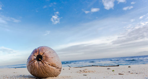 Coconut on beach against sky