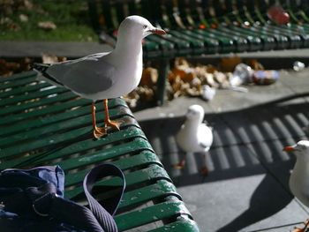 Close-up of bird