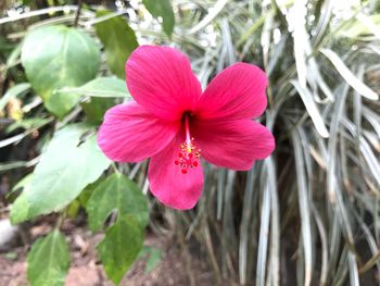 Close-up of pink hibiscus blooming outdoors