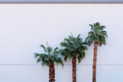 Palm trees against wall