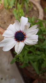 Close-up of insect on flower