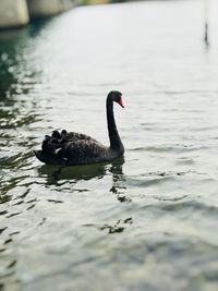Close-up of swan swimming in lake