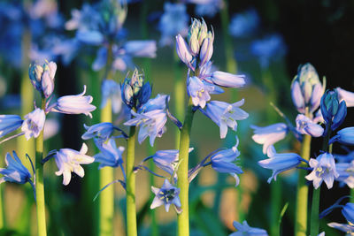 Close-up of purple flowering plants