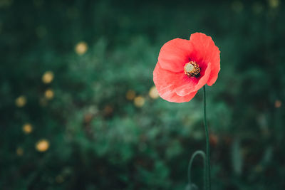 Close-up of red poppy