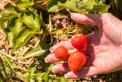 Close-up of hand holding strawberries