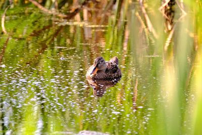 Black swan swimming in lake