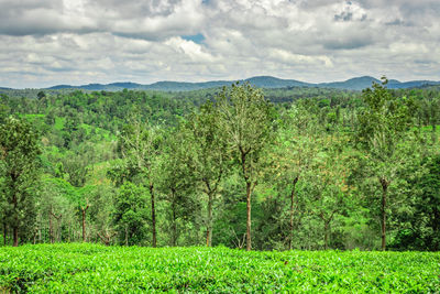 Scenic view of trees growing on field against sky