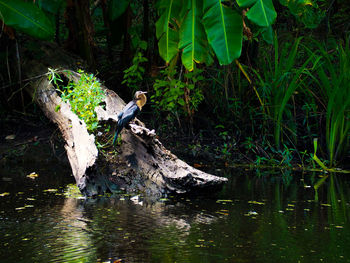 Close-up of bird perching on tree by lake