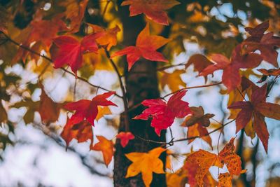 Close-up of maple leaves on tree