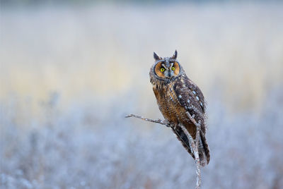 Long ear owl