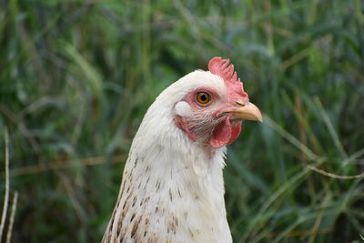 Close-up of a bird on field