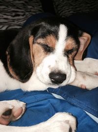 High angle view of dog sleeping on bed